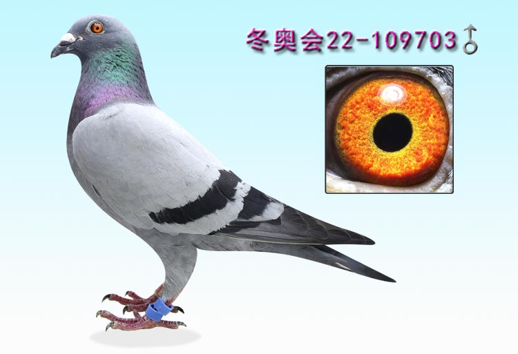 点击看大图并可参与竞拍